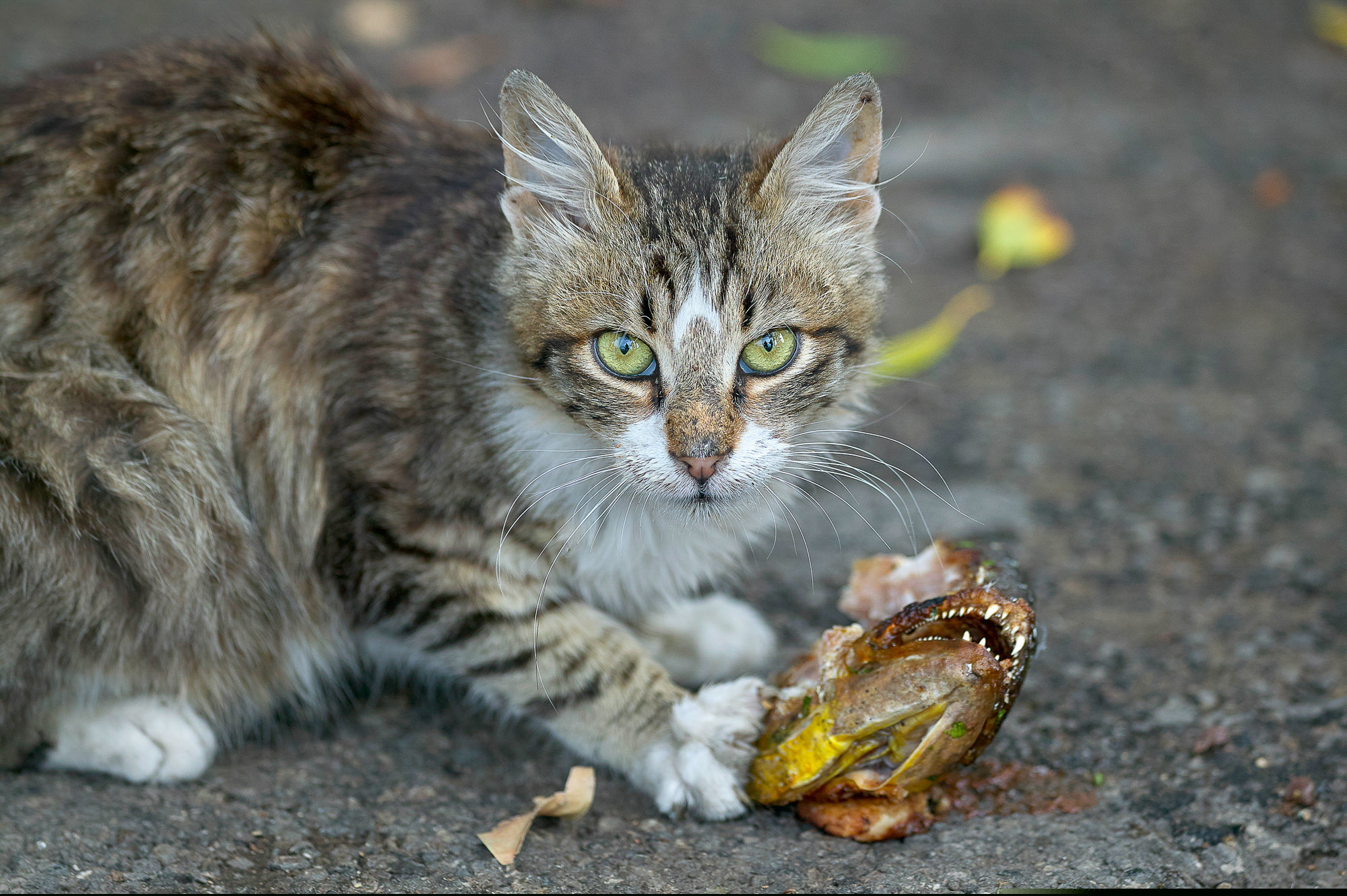 today there is fish, Rhodes